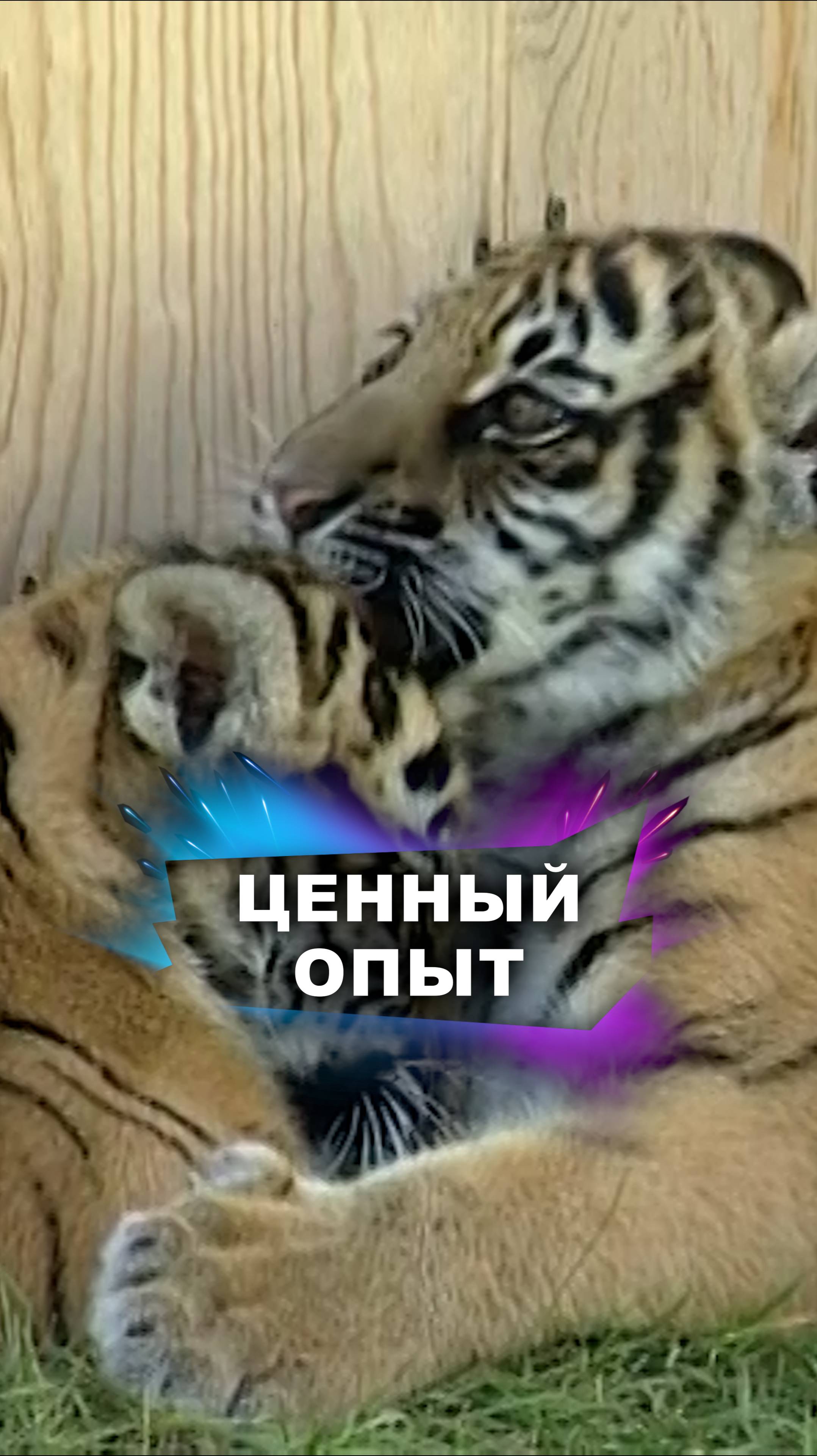 Зато крокодилов не дрессировала #животные
