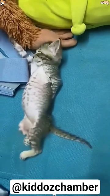 Sleeping Time 🐈🥰♥️