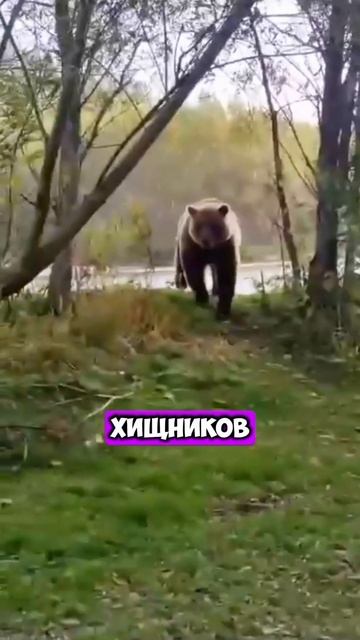 Пёс бросил вызов семье медведей [OGN]