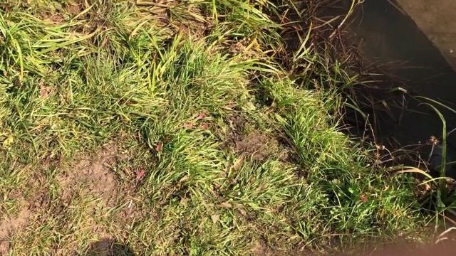 Осенняя рыбалка на Мижулёвском пруду. 10.10.25.