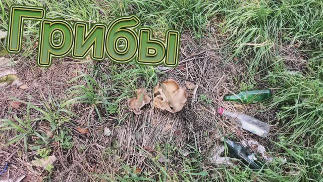Увидел большие грибы в траве
