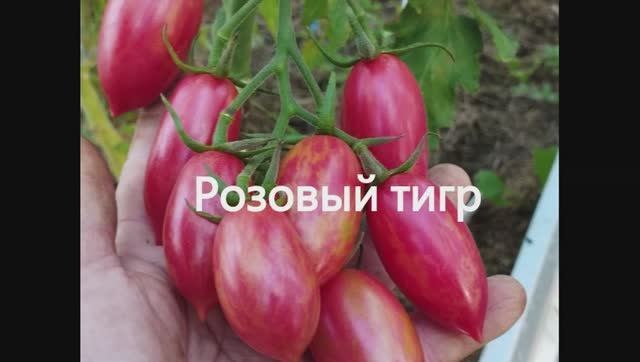 Каталог томатов 2025 год. Часть 12. Проверенные сорта. г. Киров