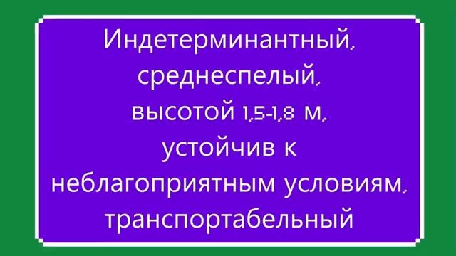 КАТАЛОГ ТОМАТОВ 2025 г. Часть 3. Проверенные сорта. г. Киров