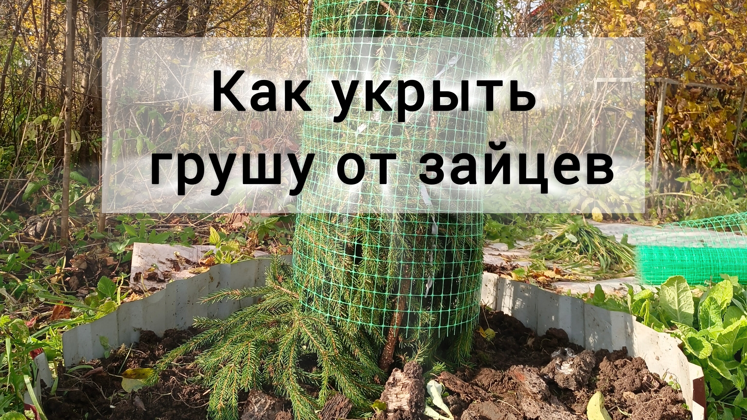 Как укрыть грушу от зайцев на зиму