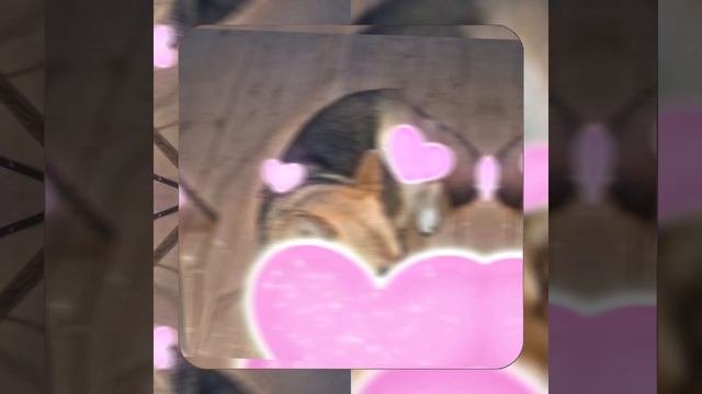 1000037034.mp4 (Собака смотрит на монтаж электропроводки (в э/щите) в доме А-фрейм)