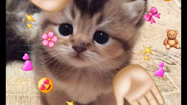 😚котик 😘🥰🫠