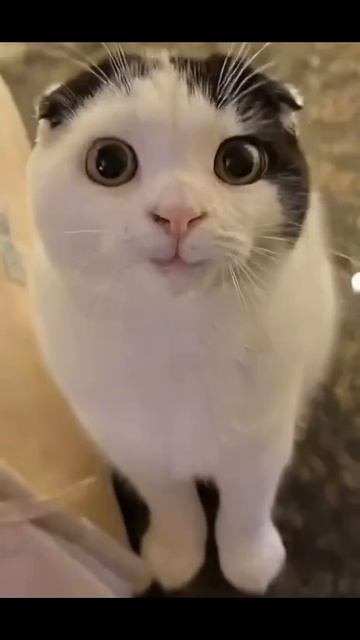 Котики спасут мир