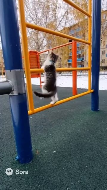 котик тренируется