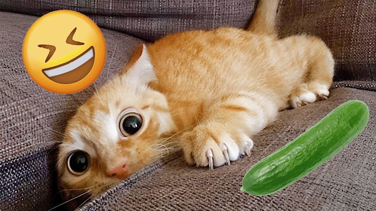 New Funny Cats Video  You laugh - You loss !   Funniest Cats Video 2025