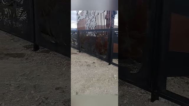 1000037276.mp4