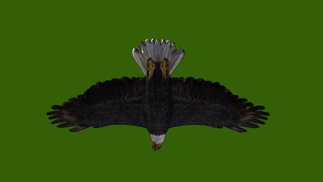 Парящий орлан 13