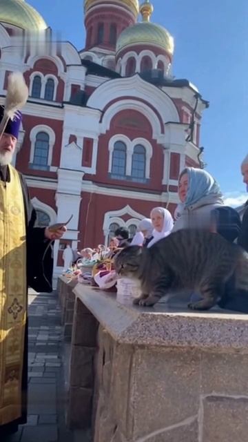 святой кот