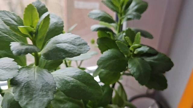 МОИ ЦВЕТЫ НА СЕВЕРНОМ ОКНЕ | ЦВЕТОЧНЫЕ НОВОСТИ 🌸