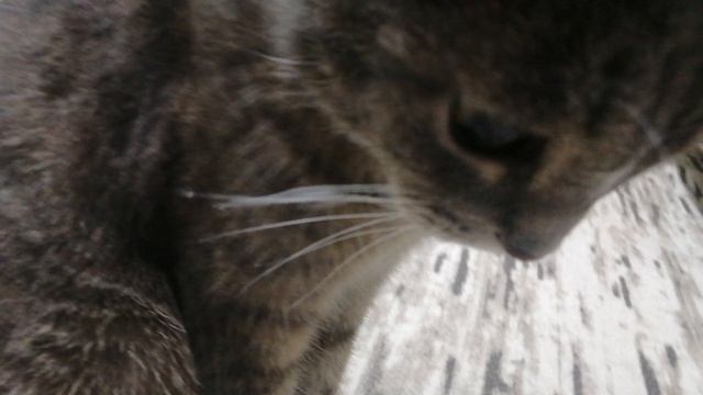 Моя кошка ей 3 года и она молица