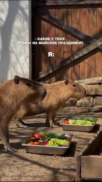 капибары❤️