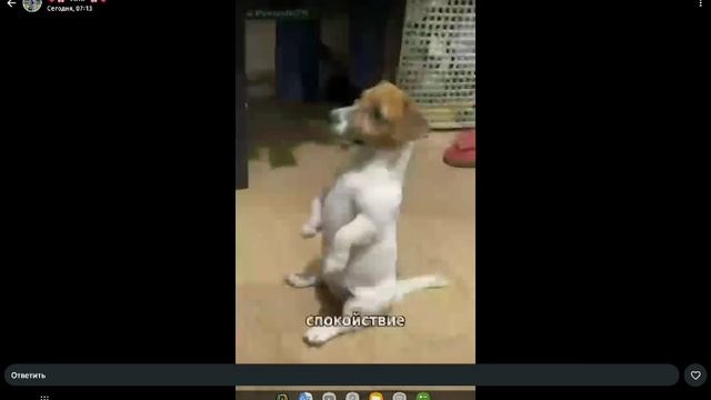 обновление в 99  ночах