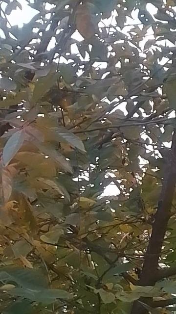 VID_20251011_075058.mp4