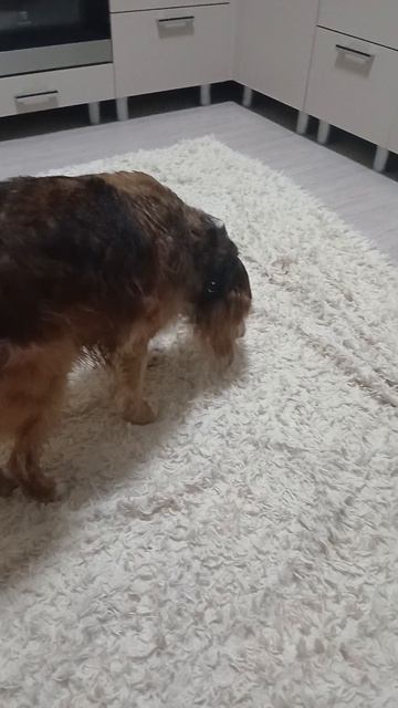 Шансонье
