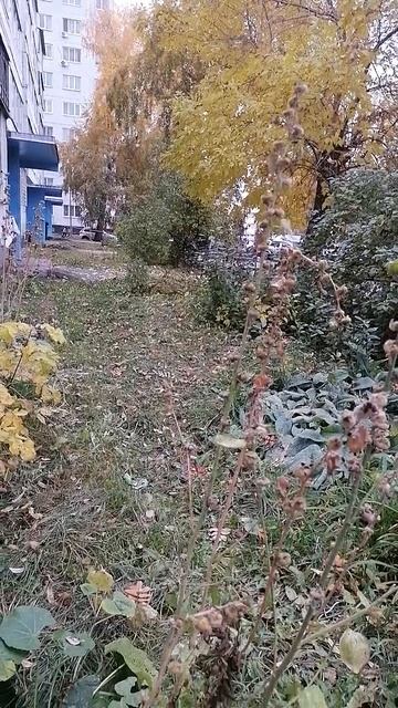 VID_20251011_110733.mp4