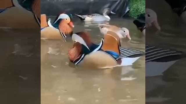 Мандаринка — небольшая утка массой... 🦆🏝️