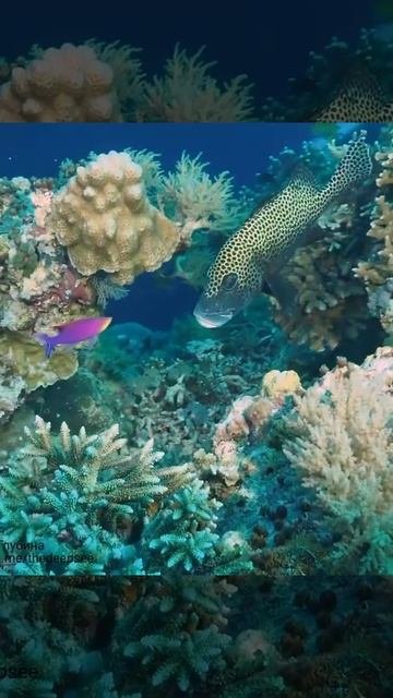 Арлекин или многопятнистый сладкогуб 🐠