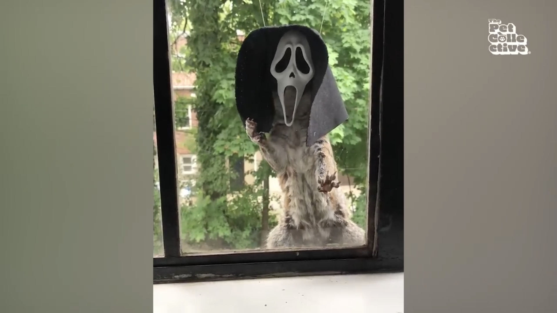 Смешные животные