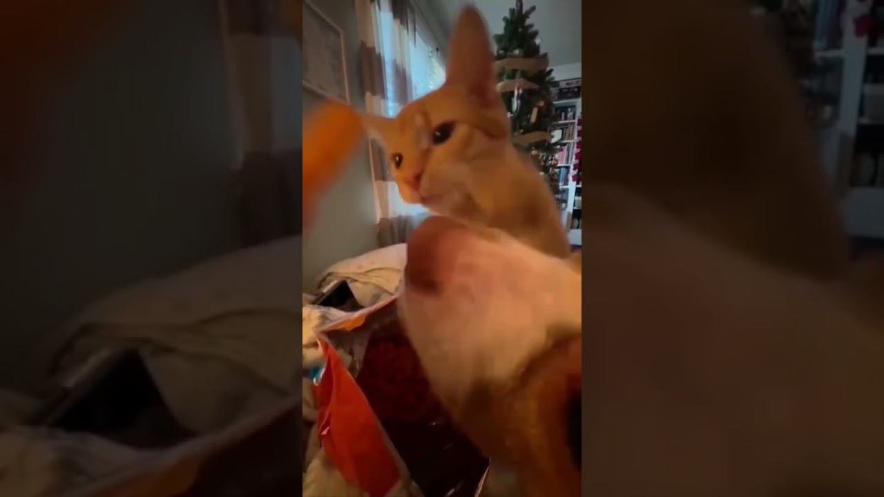 Funny Pets !!!  #funny #pets#shorts