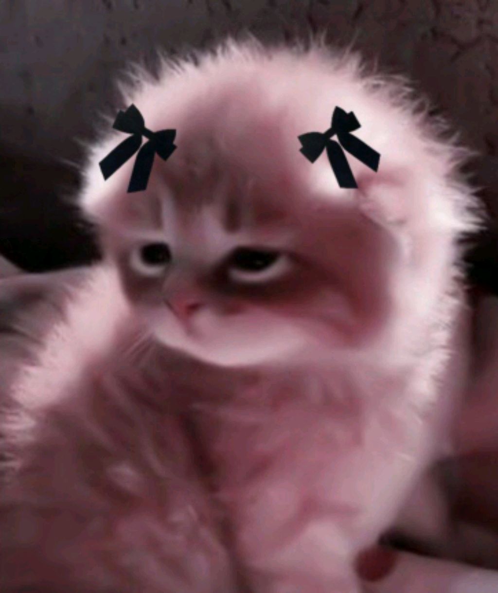 трансляция играем с NIN_CAT