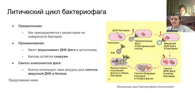 Вирусы 10.10.25 (1)