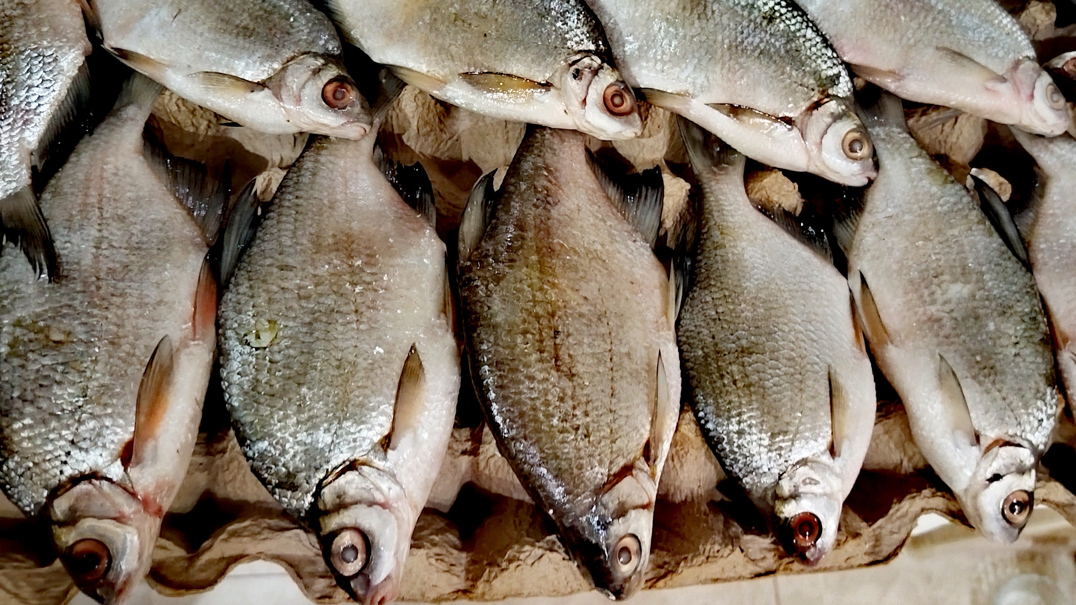 Астраханская густера до 30см. #рыбалка #астрахань #вобла #вяленаярыба