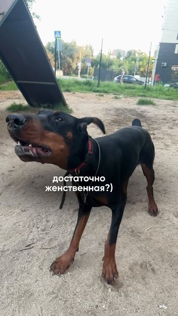 Достаточно женственная? #доберман