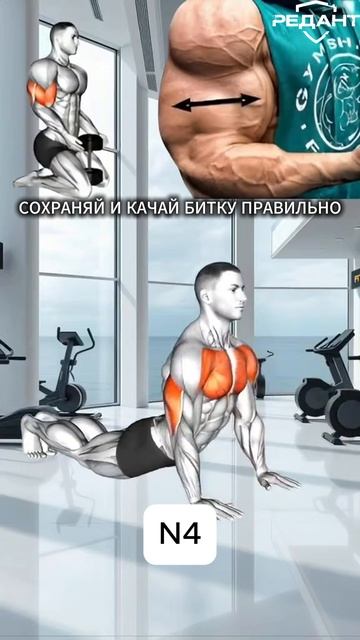 Бицепс