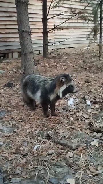 VID_20250707_145605_836.mp4