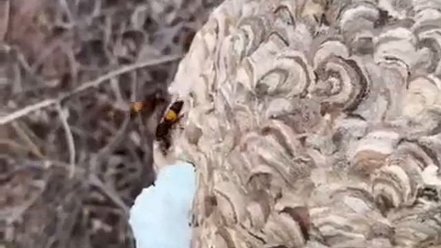 Уничтожитель шершней (р)