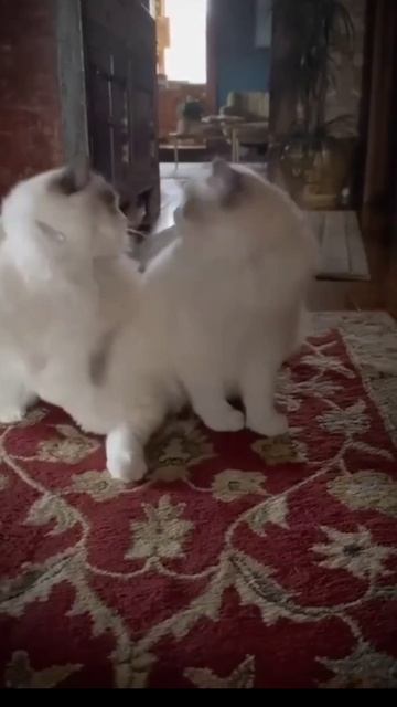 Котики 2025.