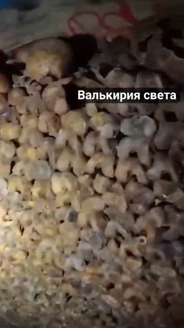 VID_20250330_222856_389.mp4