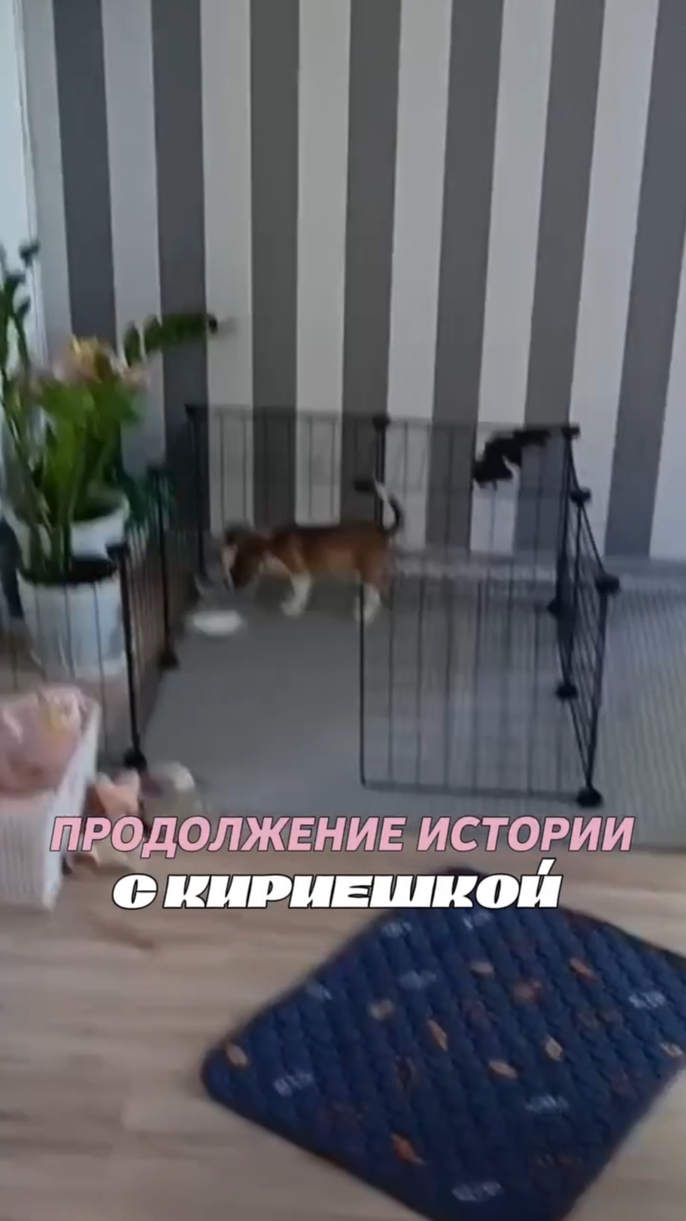 продолжение истории с кириешкой