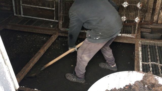 УБОРКА НАВОЗА В летнем Супервольере !!!