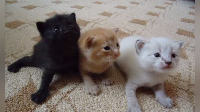 Capcake And Orange Naughty Family 93 Episode Vaccination