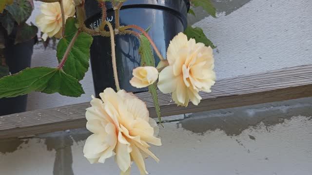 Бегония Белина Йеллоу (Begonia Belina Yellow) ?