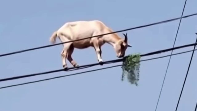Наконец-то сочная трава на проводах поспела🪴🐐🤣