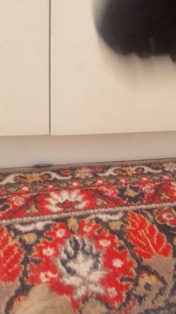 ой кажетс я  дзен словила