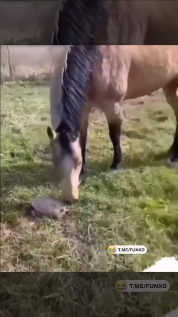 Внезапно😄