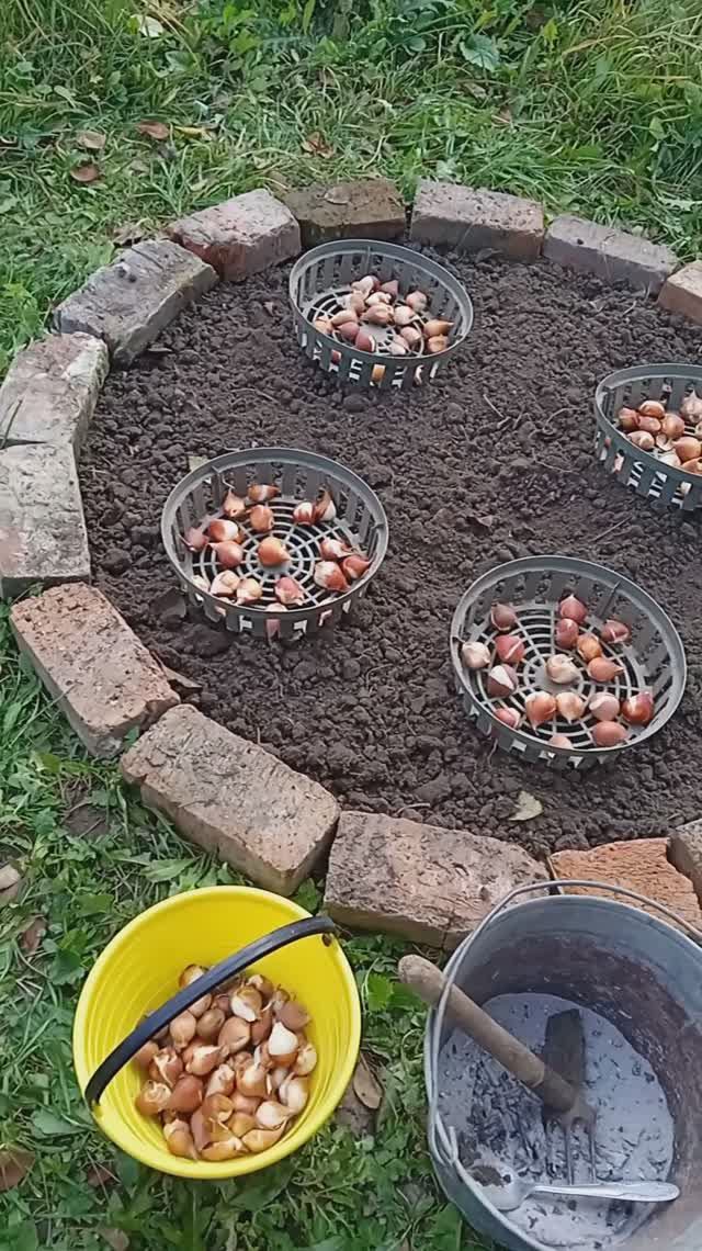 ПОСАДКА ТЮЛЬПАНОВ