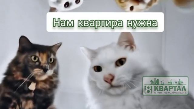 😼 Наташа, вставай! Котикам нужна новая квартира!