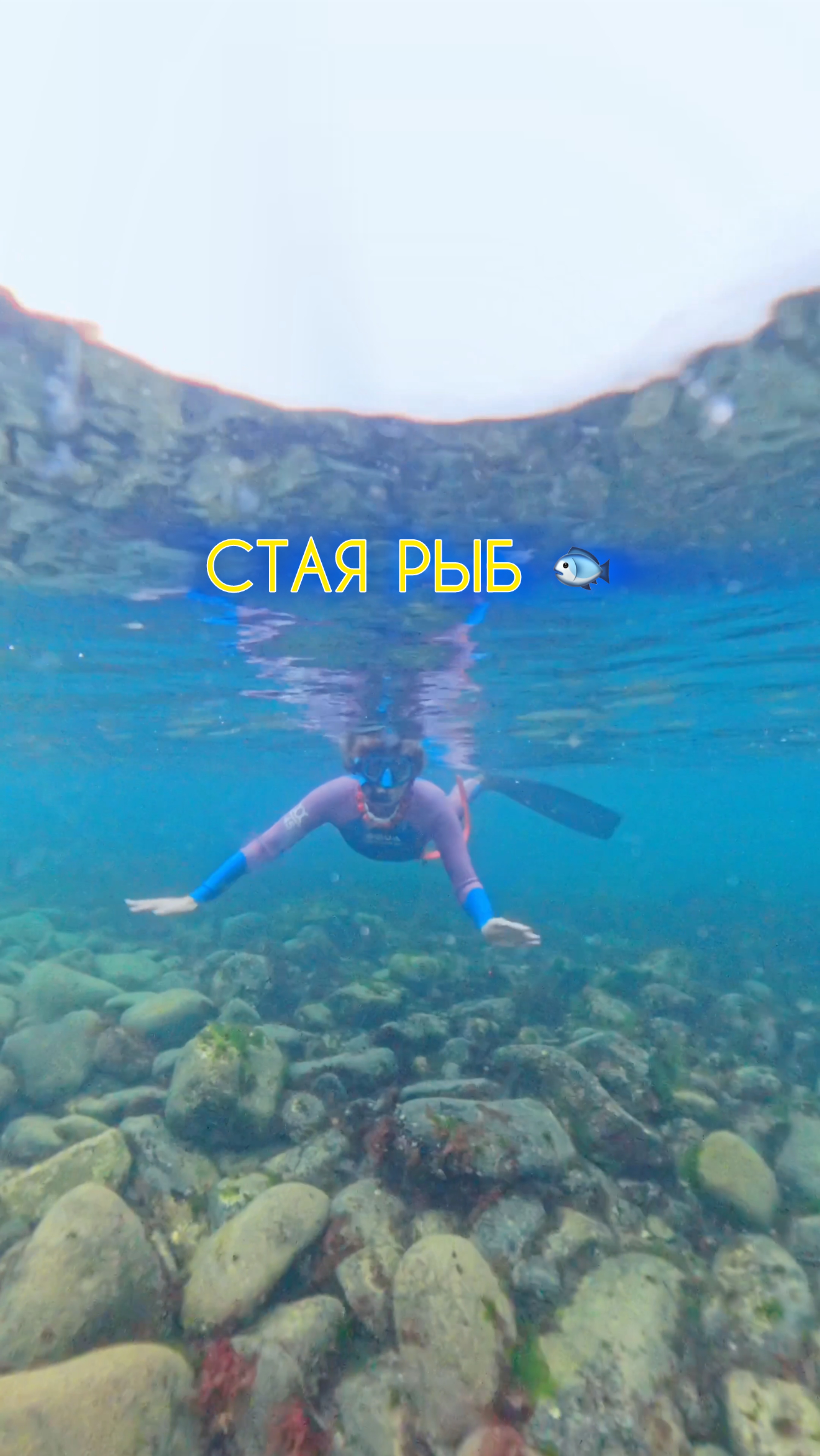 Стая рыб 🐟