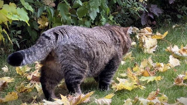 ДНЕВНИК лесного кота БАРСИКА: «Кленовый сироп» - 11 октября 2025 года