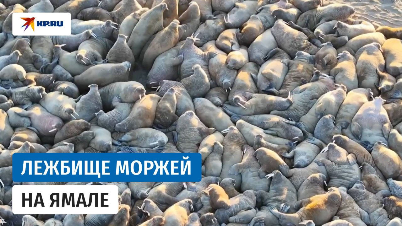 Десятки моржей на мысе Тиутей-Сале