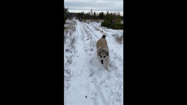 Алабай.