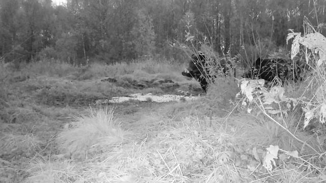 Стадо Кабанов Ленинградская область.